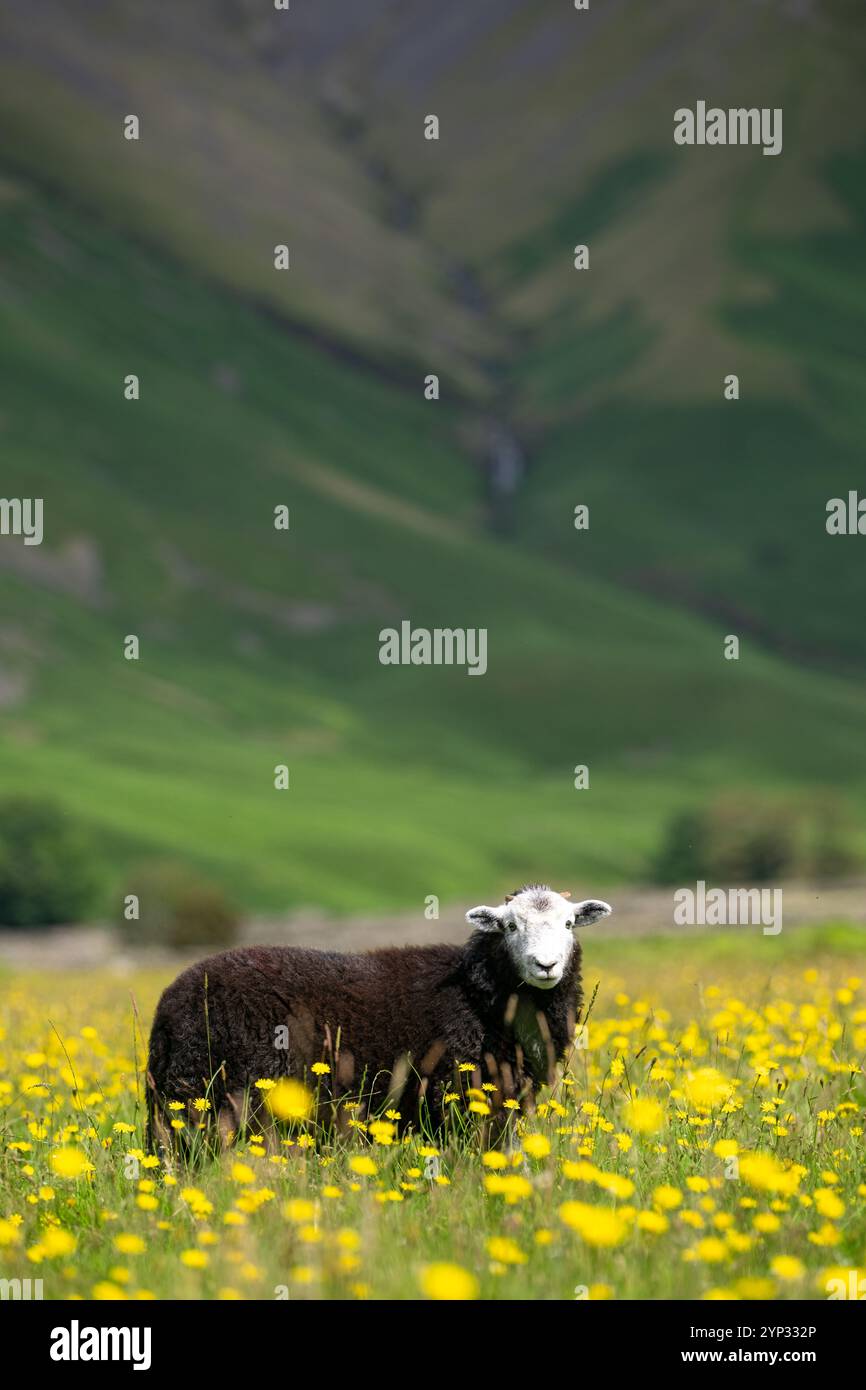 Pecore e agnelli Herdwick in un prato di fiori selvatici nel fondovalle a Wasdale Head, con pennarelli sullo sfondo. Cumbria, Regno Unito. Foto Stock