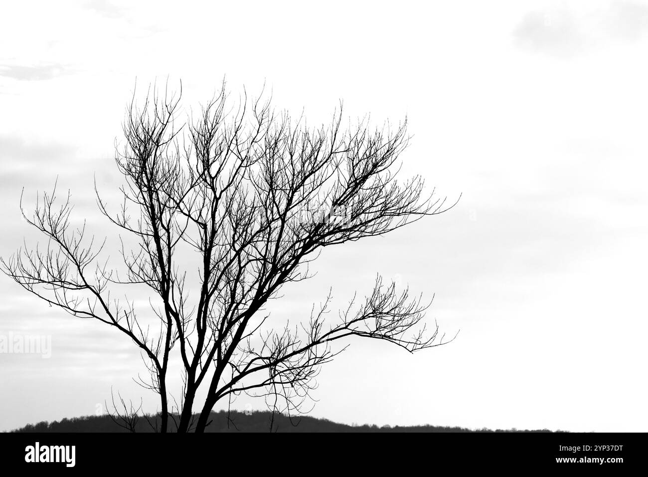 Alberi isolati su uno sfondo di cielo bianco. Idea fotografica in bianco e nero. Risorse grafiche. Alberi decidui. Campagna. Niente persone. Foto Stock