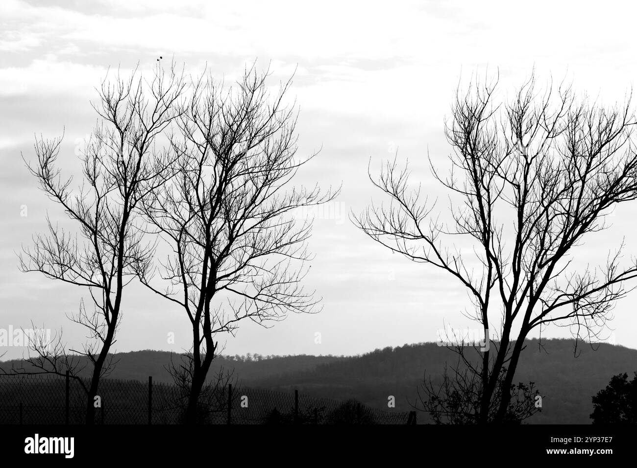 Alberi isolati su uno sfondo di cielo bianco. Idea fotografica in bianco e nero. Risorse grafiche. Alberi decidui. Campagna. Niente persone. Foto Stock