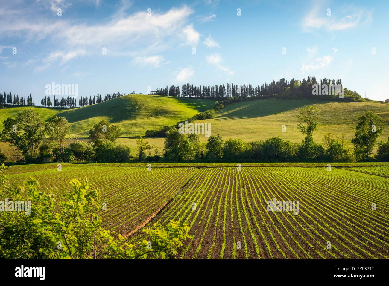 Campi e coltivazioni lungo il percorso della via Francigena in autunno tra Monteroni d'Arbia e Ponte d'Arbia. Provincia di Siena, regione Toscana. Foto Stock