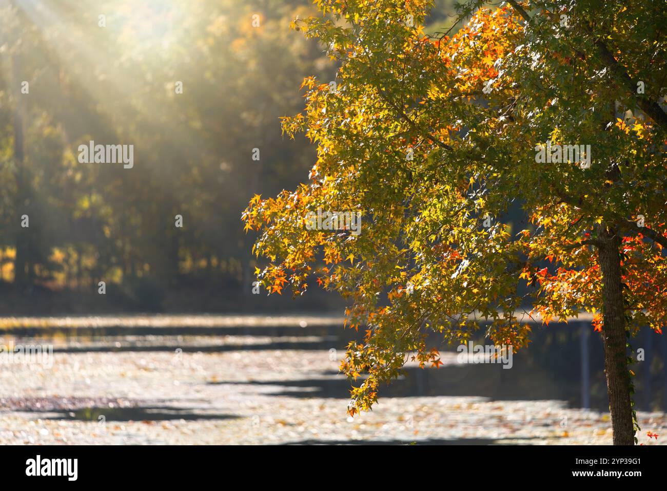 Il sole tramonta sull'albero del piccolo lago di Tallahassee, Florida Foto Stock