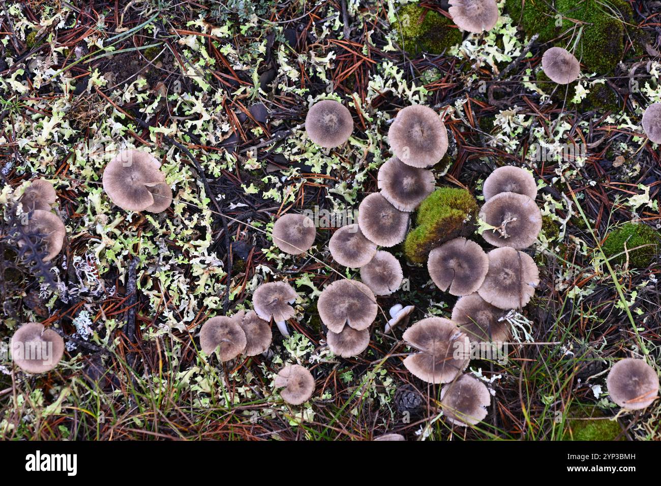 Gruppo di funghi Tricholoma terreum o funghi noti come funghi cavalieri grigi o funghi Tricholama sporchi che crescono tra Lichen e Moss Foto Stock