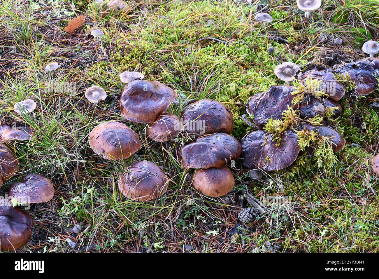 Gruppo di funghi Tricholoma batschii syn Tricholoma fracticum che cresce con un piccolo numero di funghi Tricholoma terreum o Grey Knight Foto Stock