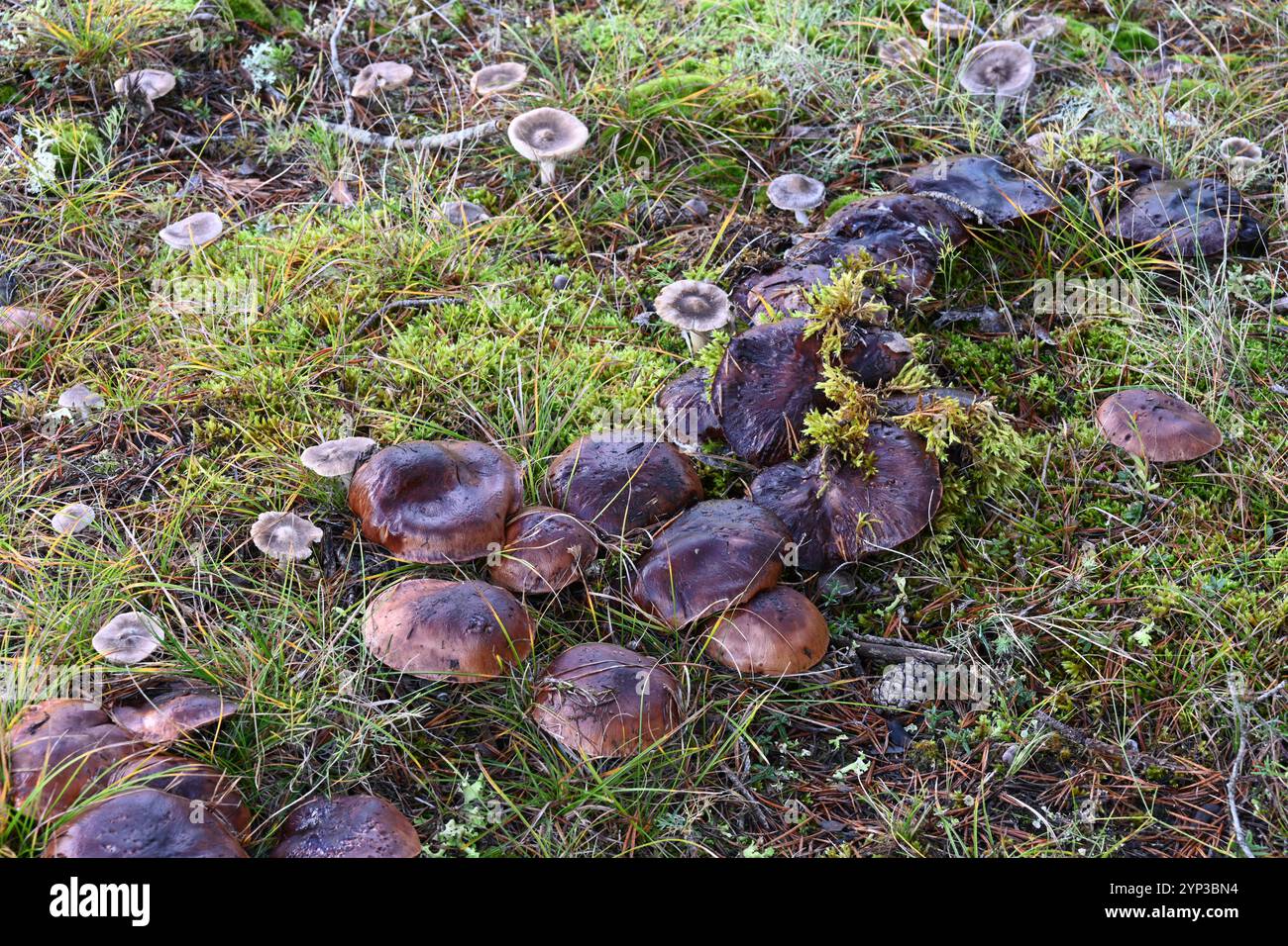Gruppo di funghi Tricholoma batschii syn Tricholoma fracticum che cresce con un piccolo numero di funghi Tricholoma terreum o Grey Knight Foto Stock