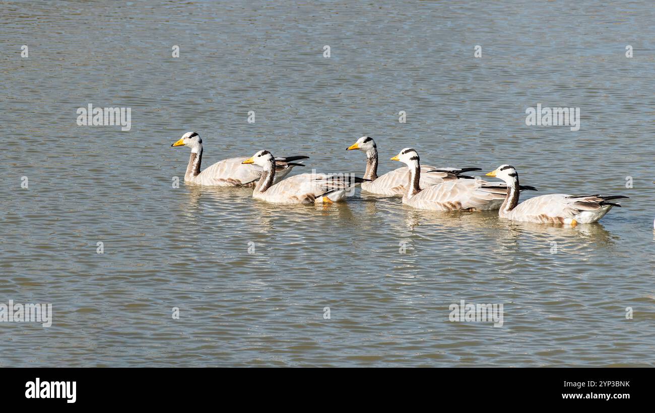 Il Bar-Head Goose è un notevole uccello conosciuto per la sua migrazione ad alta quota attraverso l'Himalaya Foto Stock