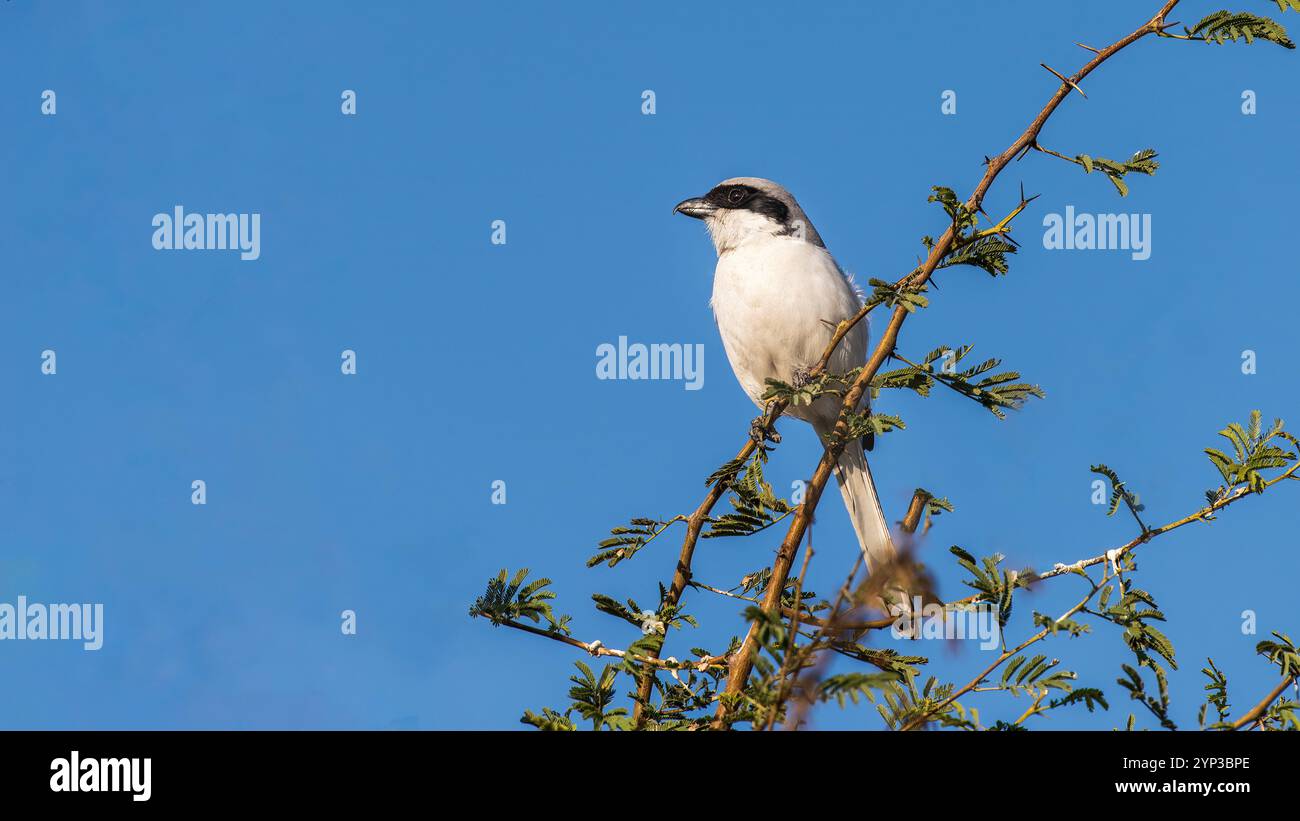 Il Southern Shrike è un piccolo uccello predatorio con un becco forte e agganciato. Ha una distintiva maschera nera sugli occhi e una parte posteriore grigia con un bianco Foto Stock