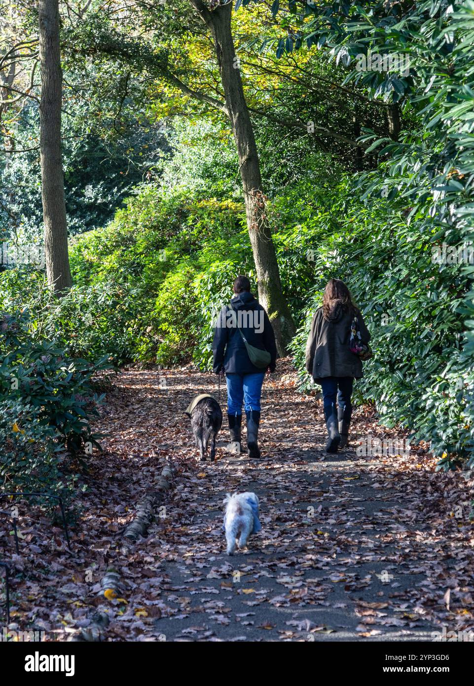 People Walking Dogs a Hampstead Heath London Foto Stock