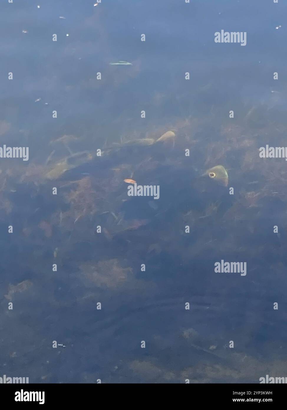 Butterfly Peacock Bass (Cichla ocellaris) Foto Stock