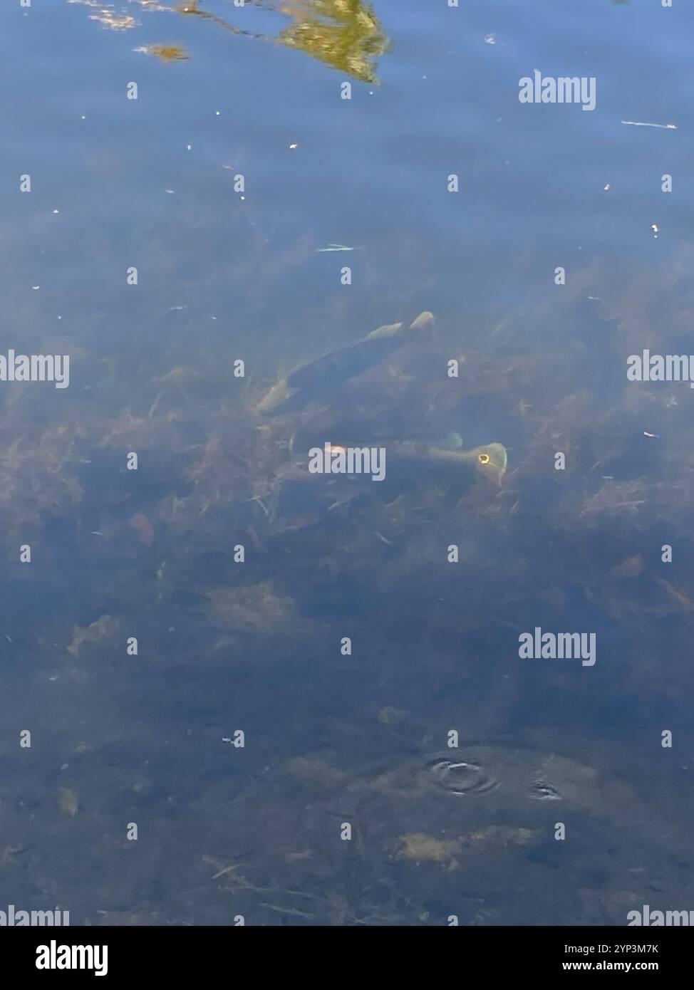 Butterfly Peacock Bass (Cichla ocellaris) Foto Stock