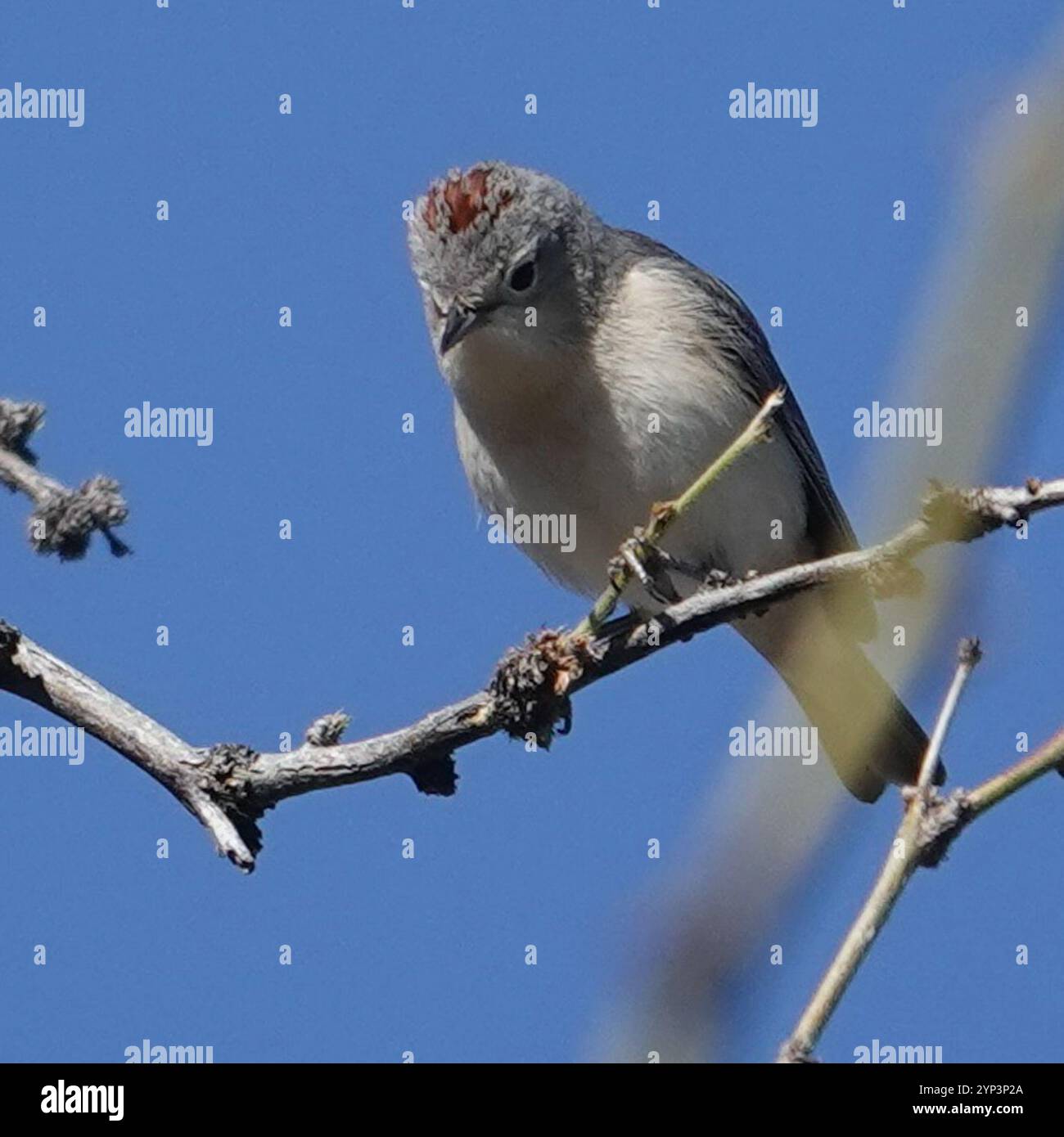 Parula di Lucy (Leiothlypis luciae) Foto Stock