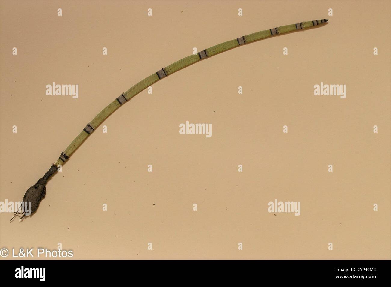 Scouringrush occidentale (Equisetum iemale affine) Foto Stock