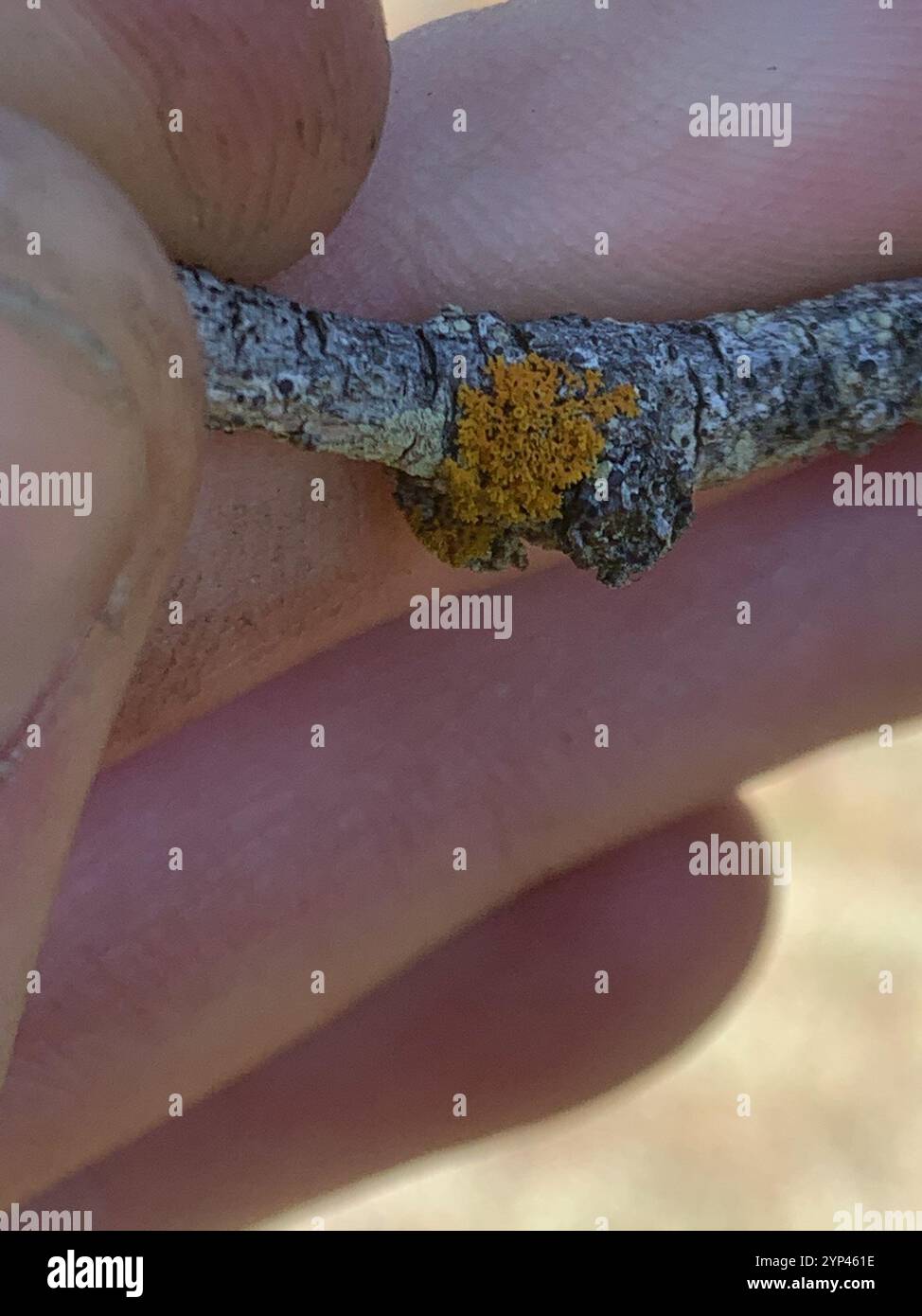 Sunburst Lichen con cuscinetto a spillo (Polycauliona polycarpa) Foto Stock