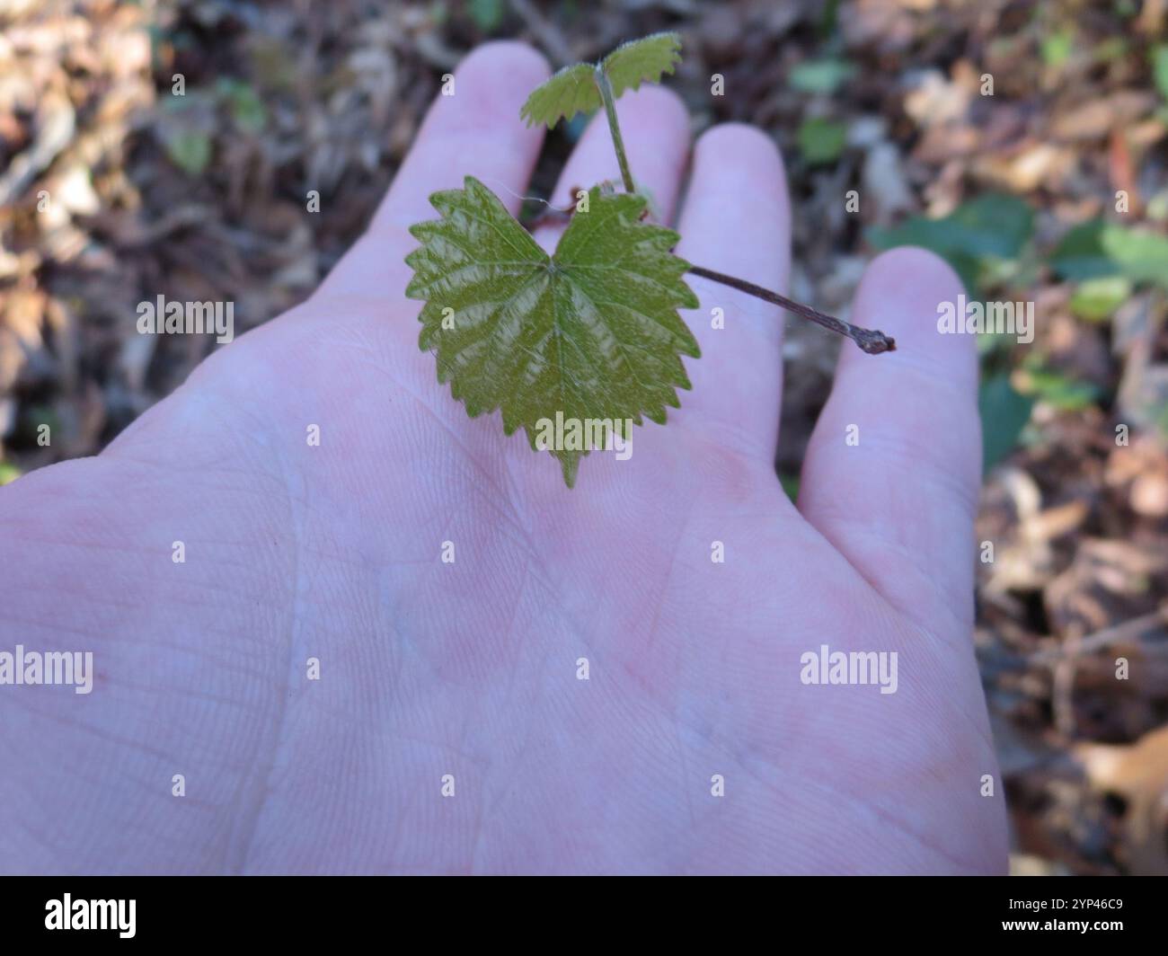 Muscadina (Vitis rotundifolia) Foto Stock