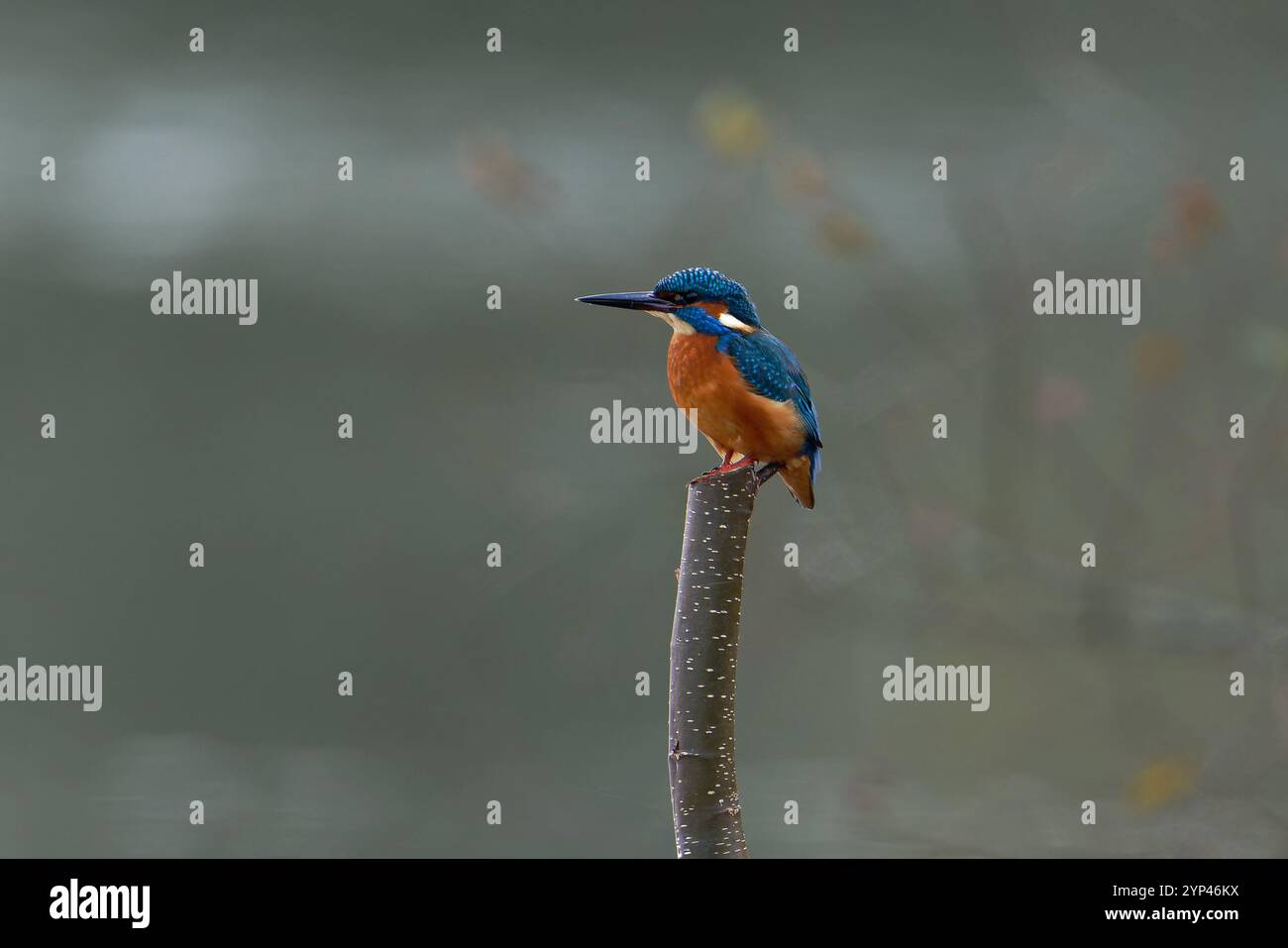 Maschio Kingfisher-Alcedo atthis. Autunno Foto Stock