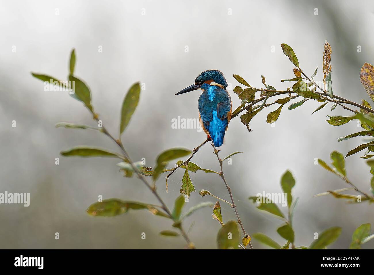 Maschio Kingfisher-Alcedo atthis. Foto Stock