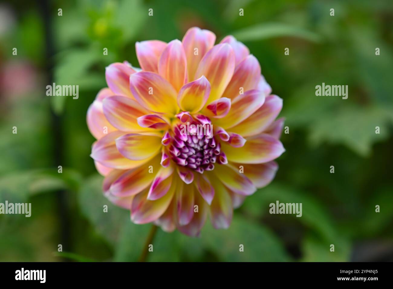 Fiori autunnali rosa e giallo del giardino britannico Dahlia Caribbean Fantasy ottobre Foto Stock