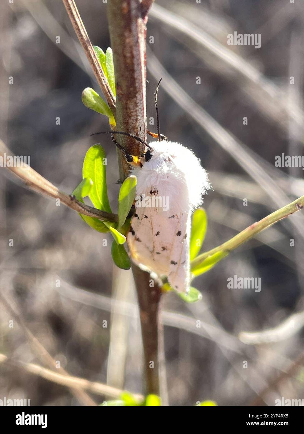 Moth di palude di sale (Estigmene acrea) Foto Stock