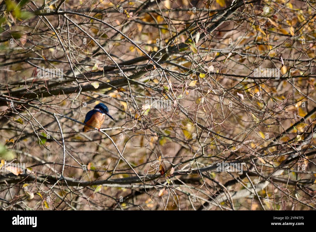 Un Kingfisher aspetta di scendere a caccia di un pesce Foto Stock