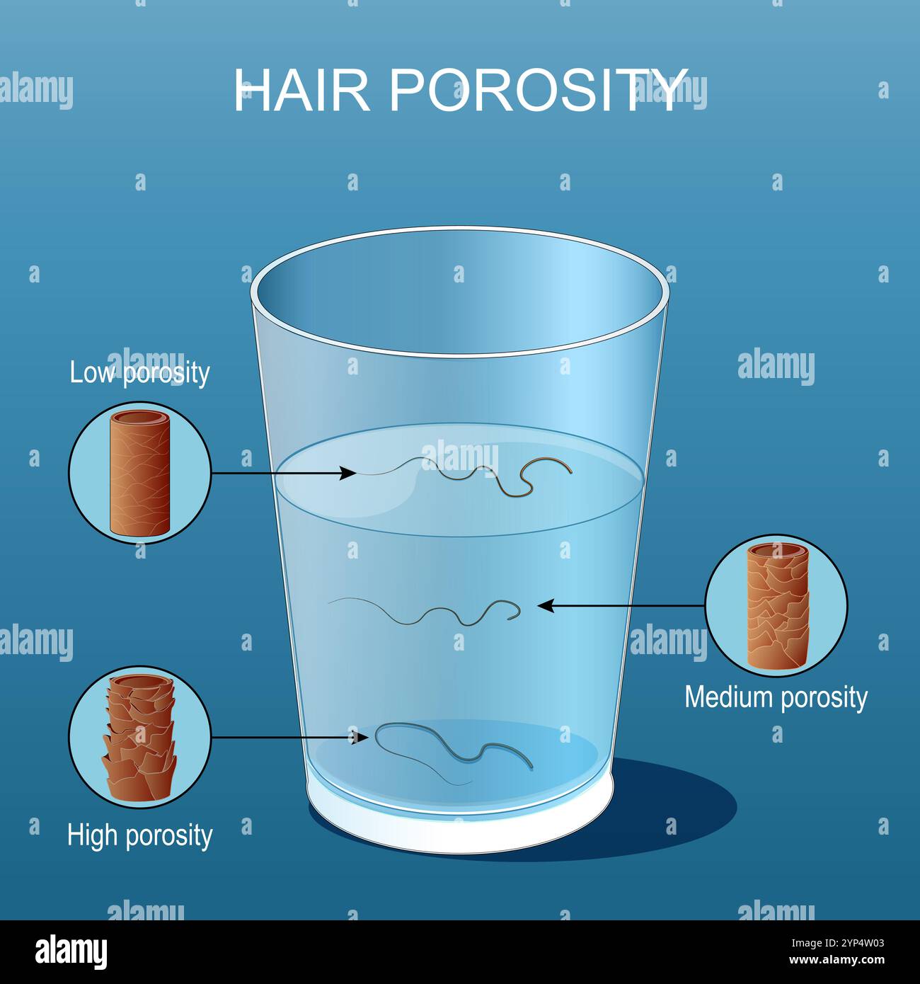 Test di porosità dei capelli. Idrofilo vs idrofobico. Prova flottante. Bicchiere d'acqua. Primo piano di capelli con porosità bassa, normale e alta. Assorbimento di acqua per capelli Illustrazione Vettoriale