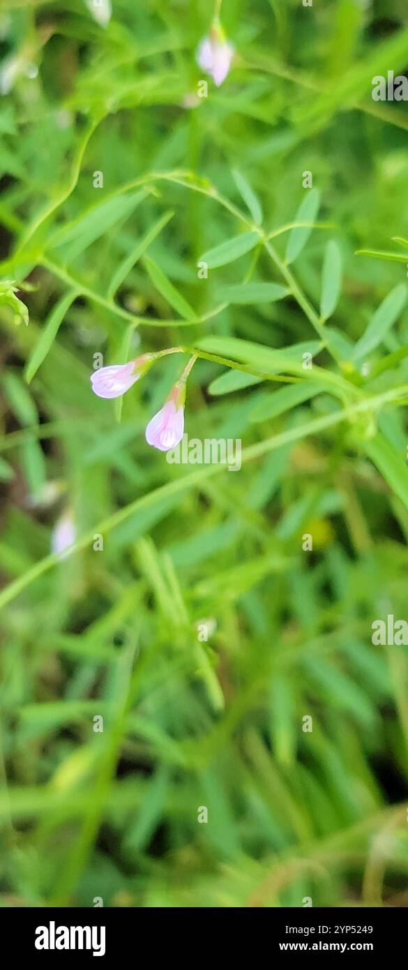 Tara liscia (Vicia tetrasperma) Foto Stock