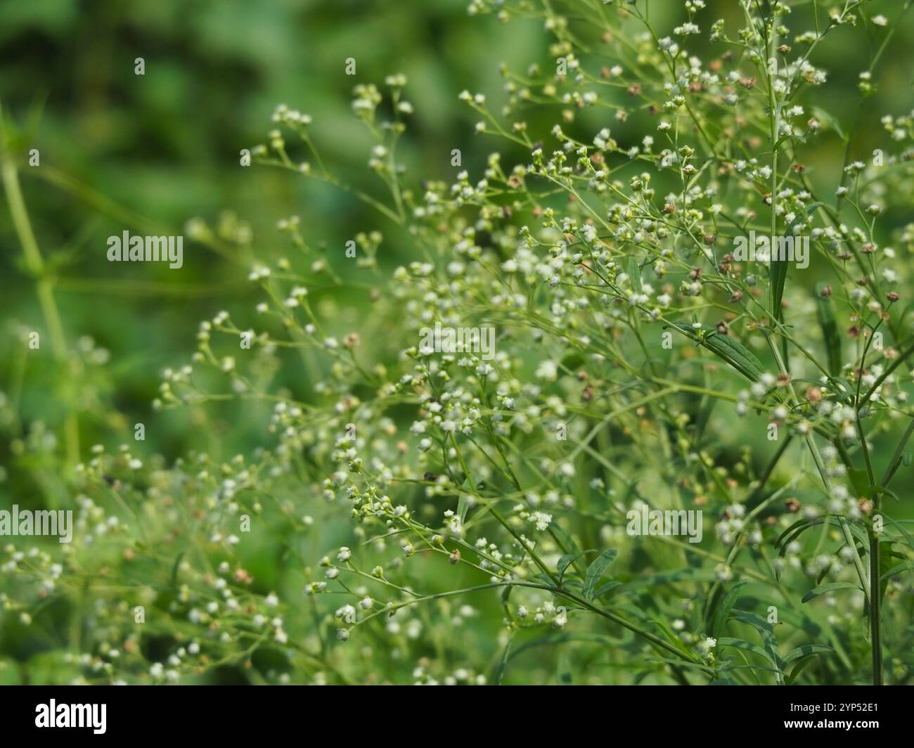 Santa Maria feverfew (Parthenium hysterophorus) Foto Stock