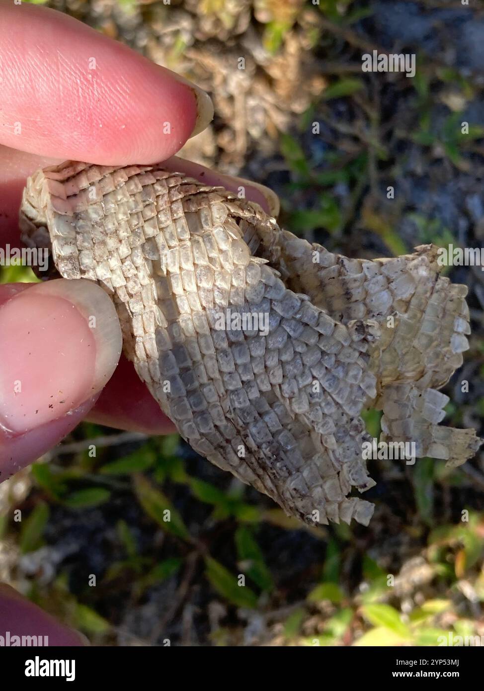 Northern curly-tailed Lizard (Leiocephalus carinatus) Foto Stock