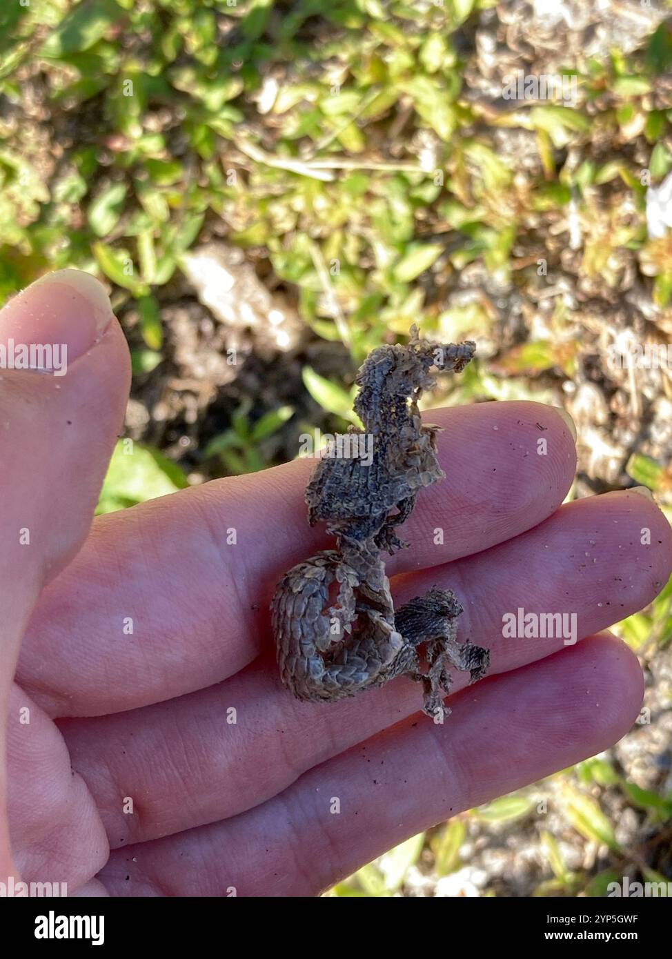 Northern curly-tailed Lizard (Leiocephalus carinatus) Foto Stock