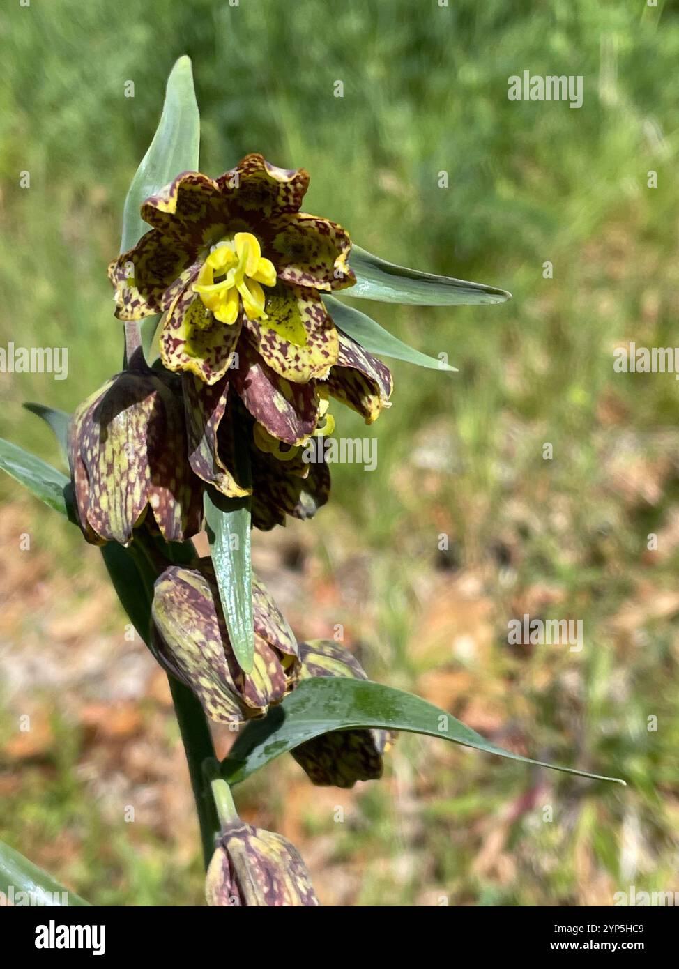 Giglio da dama (Fritillaria affinis) Foto Stock