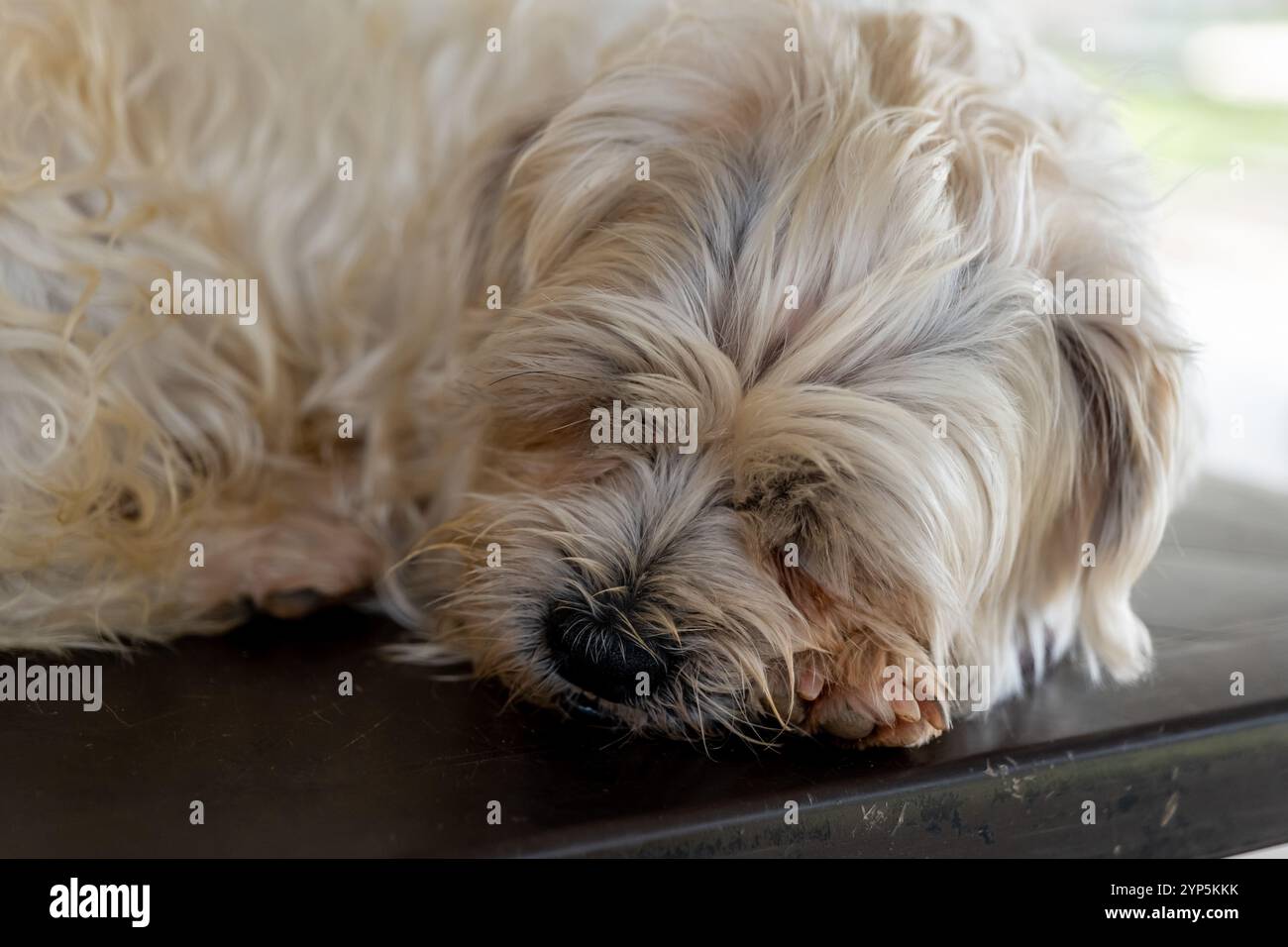 Adorabile e soffice cane bianco che nuota pacificamente su un tavolo, sognando prelibatezze e avventure. Foto Stock