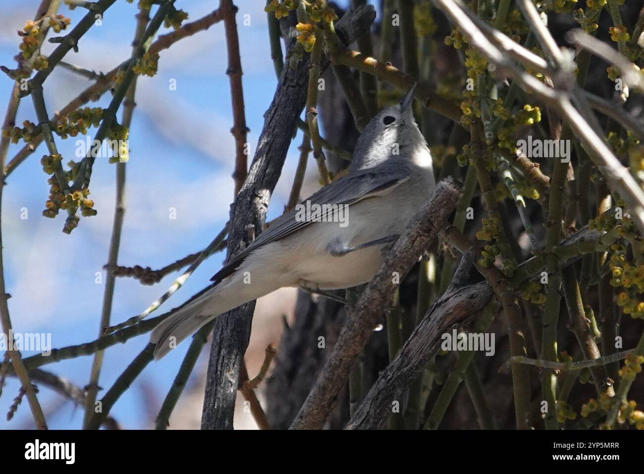 Parula di Lucy (Leiothlypis luciae) Foto Stock