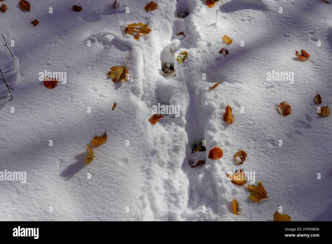 Stampa di animali neve villaggio invernale paesaggio natura luce del giorno sole sole all'aperto natura selvaggia animali Foto Stock