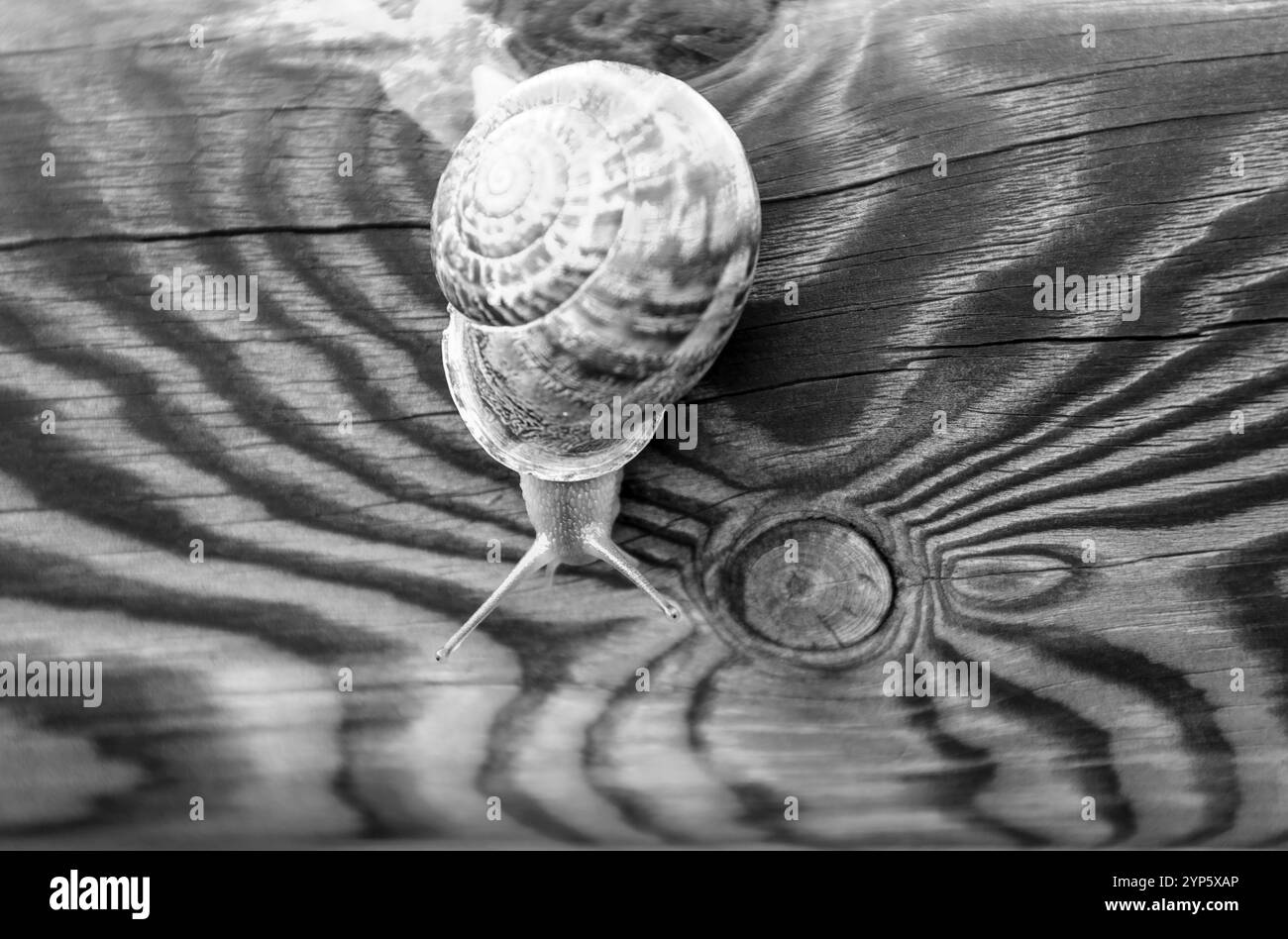 Grande lumaca su legno e struttura venata Foto Stock