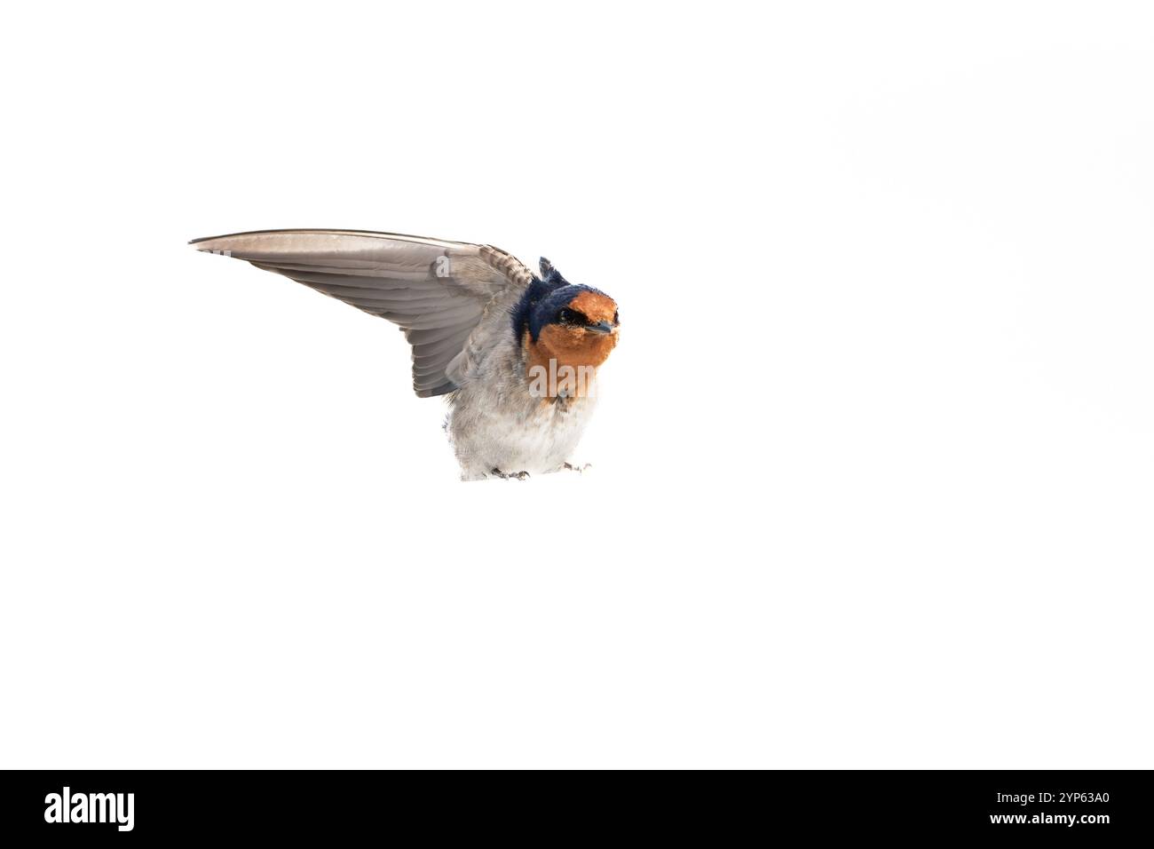Inghiottire di benvenuto isolato su sfondo bianco con un'ala sollevata. Foto Stock