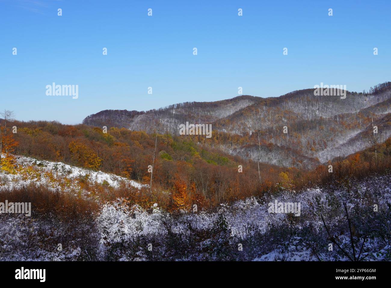 Una foto di una foresta invernale. Inverno nella foresta. Giornata della polvere sulla montagna. Neve fresca sugli alberi Foto Stock