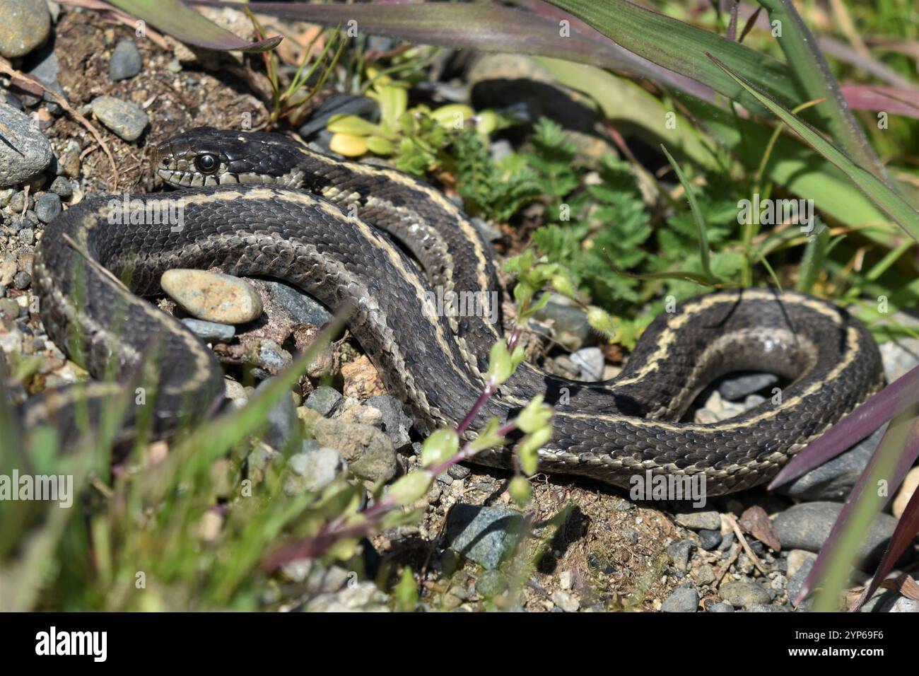 Serpente giarrettiera terrestre occidentale (Thamnophis elegans) Foto Stock