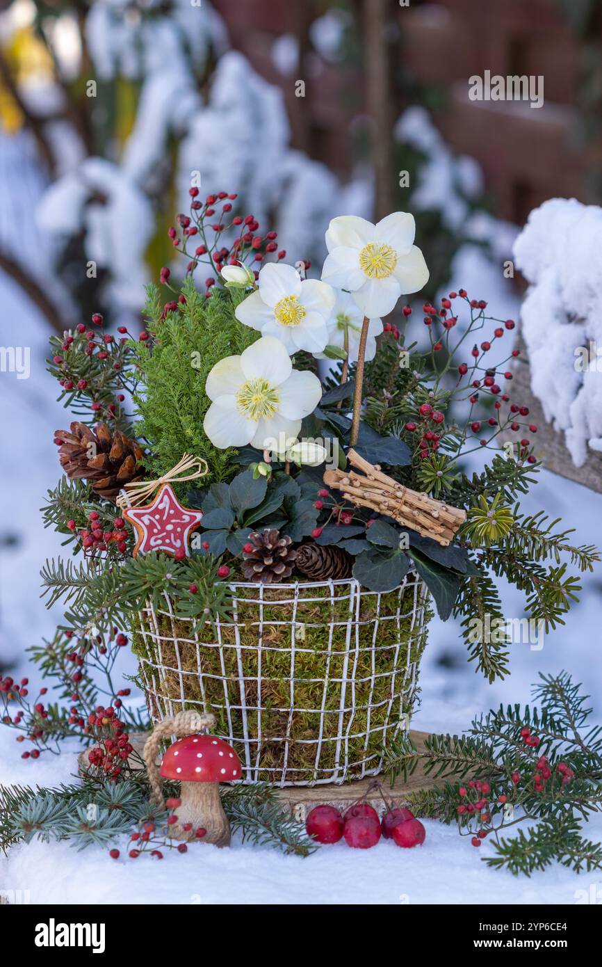 helleborus niger, conifere e rosone in un cesto con muschio nel giardino d'inverno Foto Stock