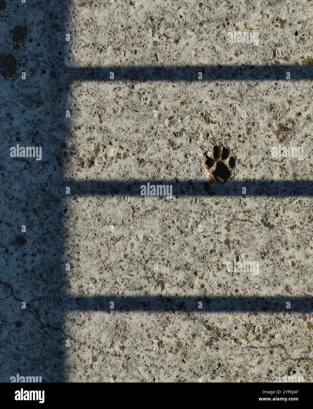 Paw Imprint: Scale ombrose di libertà Foto Stock