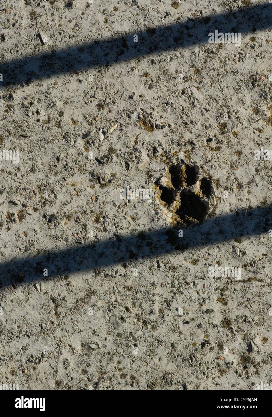 Paw Imprint: Scale ombrose di libertà Foto Stock