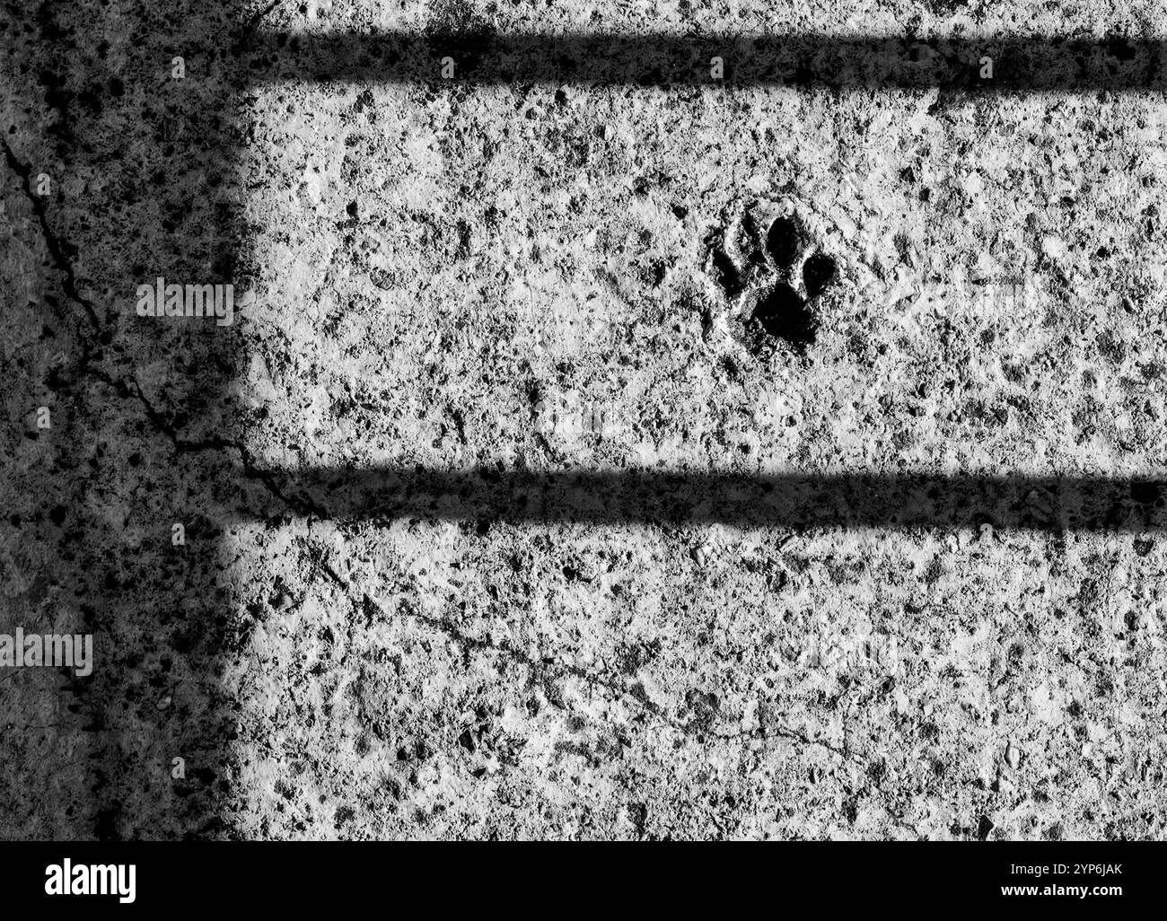Impronta della libertà: Paw su cemento Foto Stock