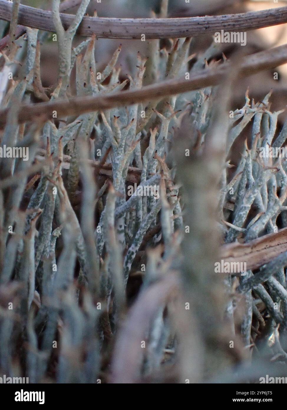 Lichen liscio (Cladonia gracilis) Foto Stock