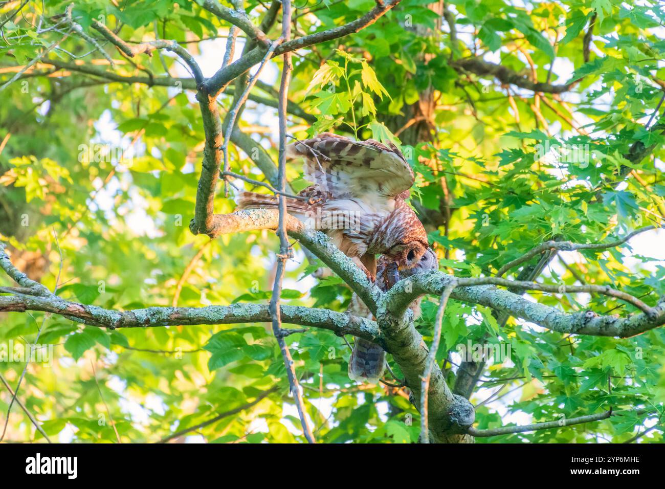 Un gufo barrato (Strix varia) dà da mangiare al suo gufo un pesce. Chesapeake e Ohio Canal National Historical Park. Maryland. STATI UNITI Foto Stock