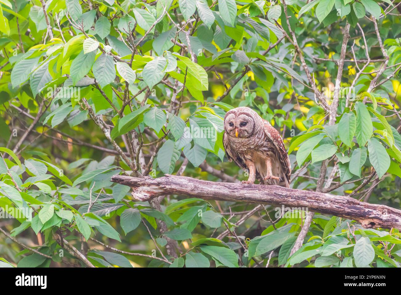 Un gufo barrato (Strix varia) in cerca di preda. Chesapeake e Ohio Canal National Historical Park. Maryland. STATI UNITI Foto Stock