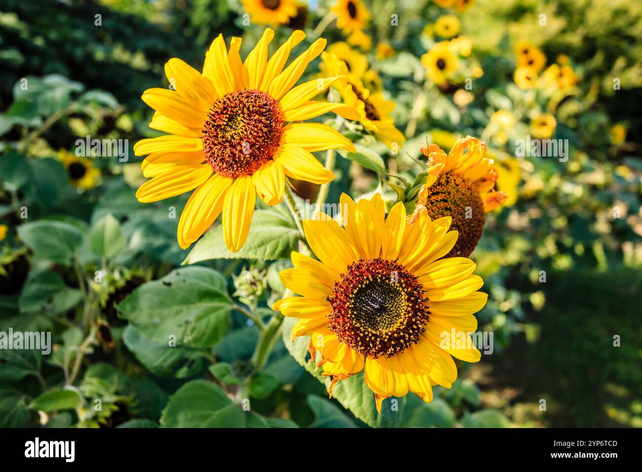 Due girasoli gialli sono in un campo di erba verde. I girasoli sono in piena fioritura e circondati da altri fiori. Concetto di calore e Happi Foto Stock