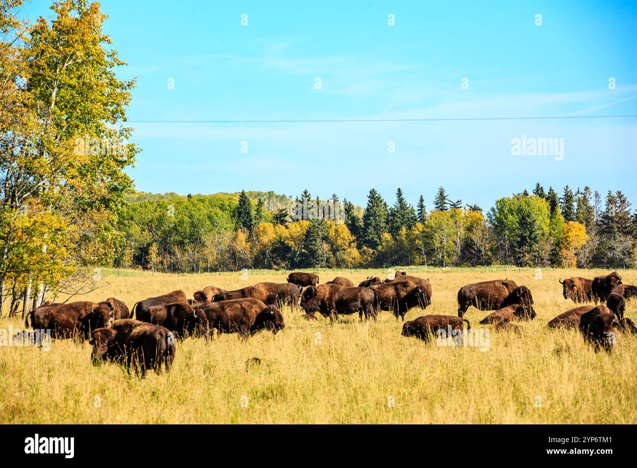 Una mandria di bufali sta pascolando in un campo. Il cielo è blu e l'erba è gialla Foto Stock
