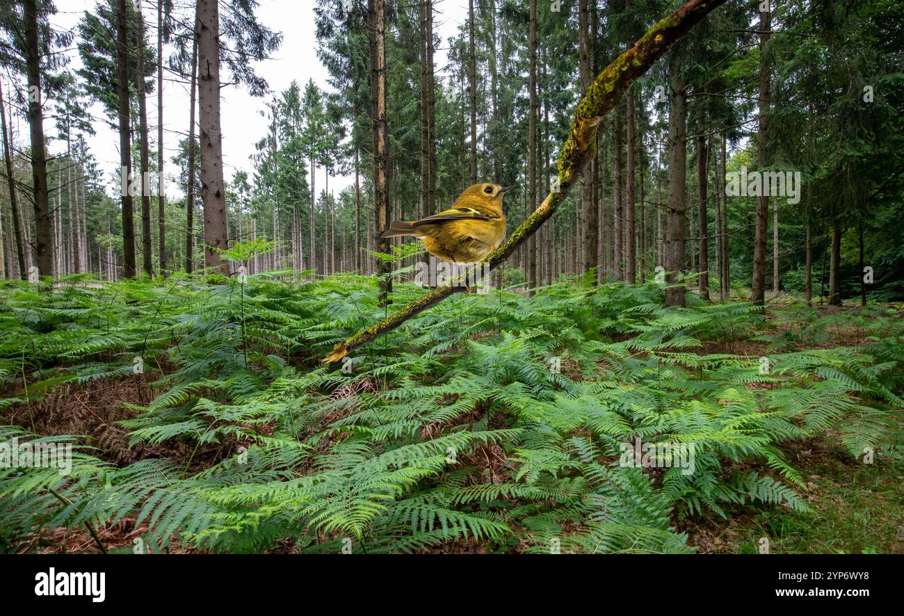 Ritratto di un Goldcrest, Regulus regulus, che guarda indietro in piedi su un ramo di albero muschiato sullo sfondo della foresta di abete rosso con sottobosco di Brack Foto Stock