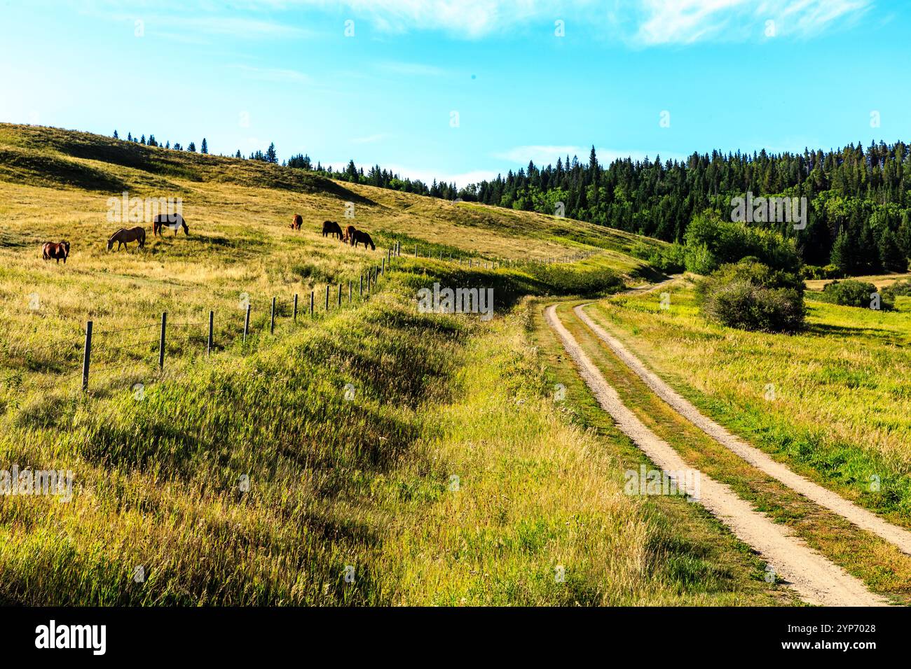 Un gruppo di cavalli pascolano in un campo con una strada sterrata che lo attraversa. La scena è tranquilla e serena, con i cavalli e la strada che creano Foto Stock