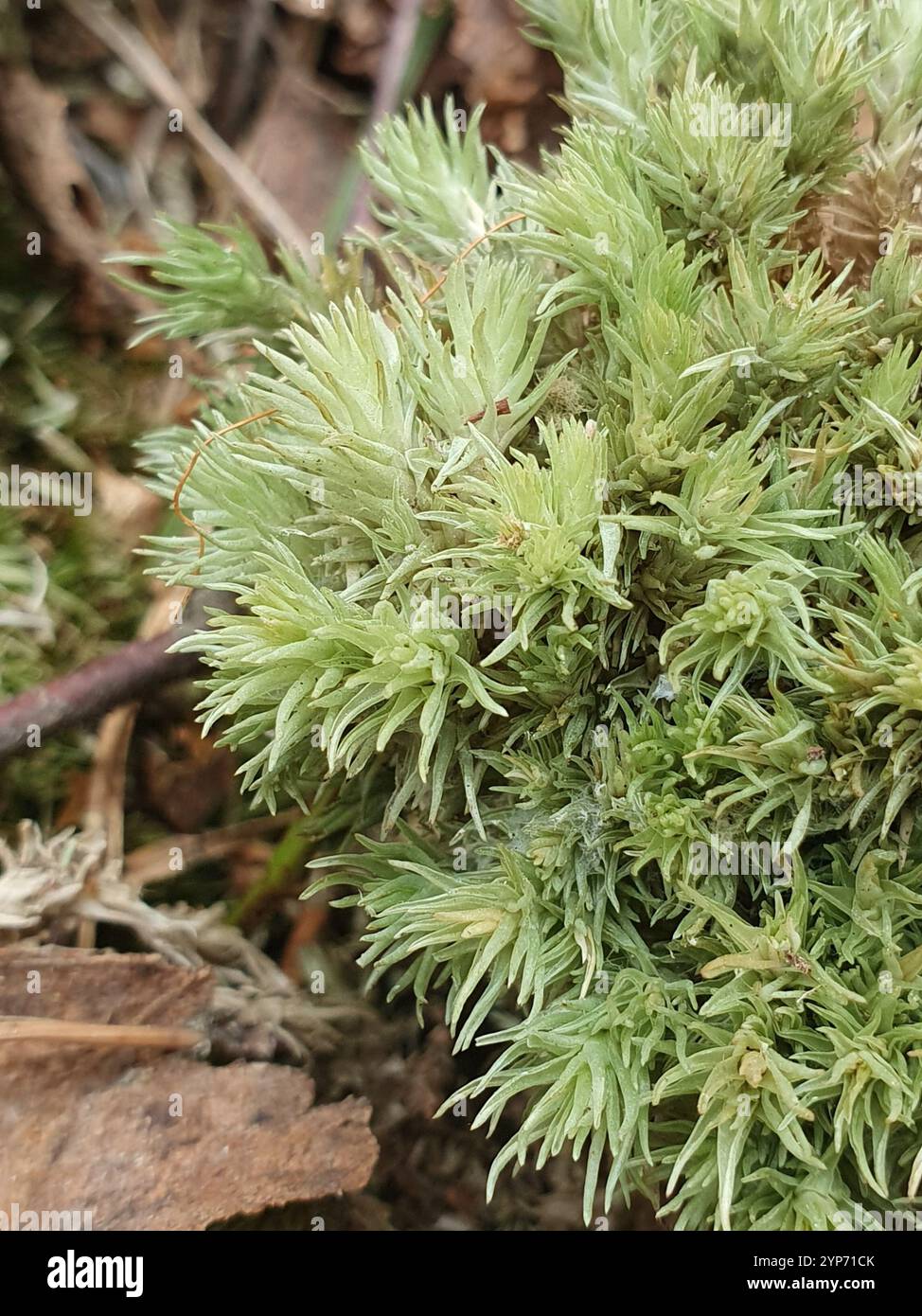 Muschio con imbottitura a cuscino (Leucobryum glaucum) Foto Stock