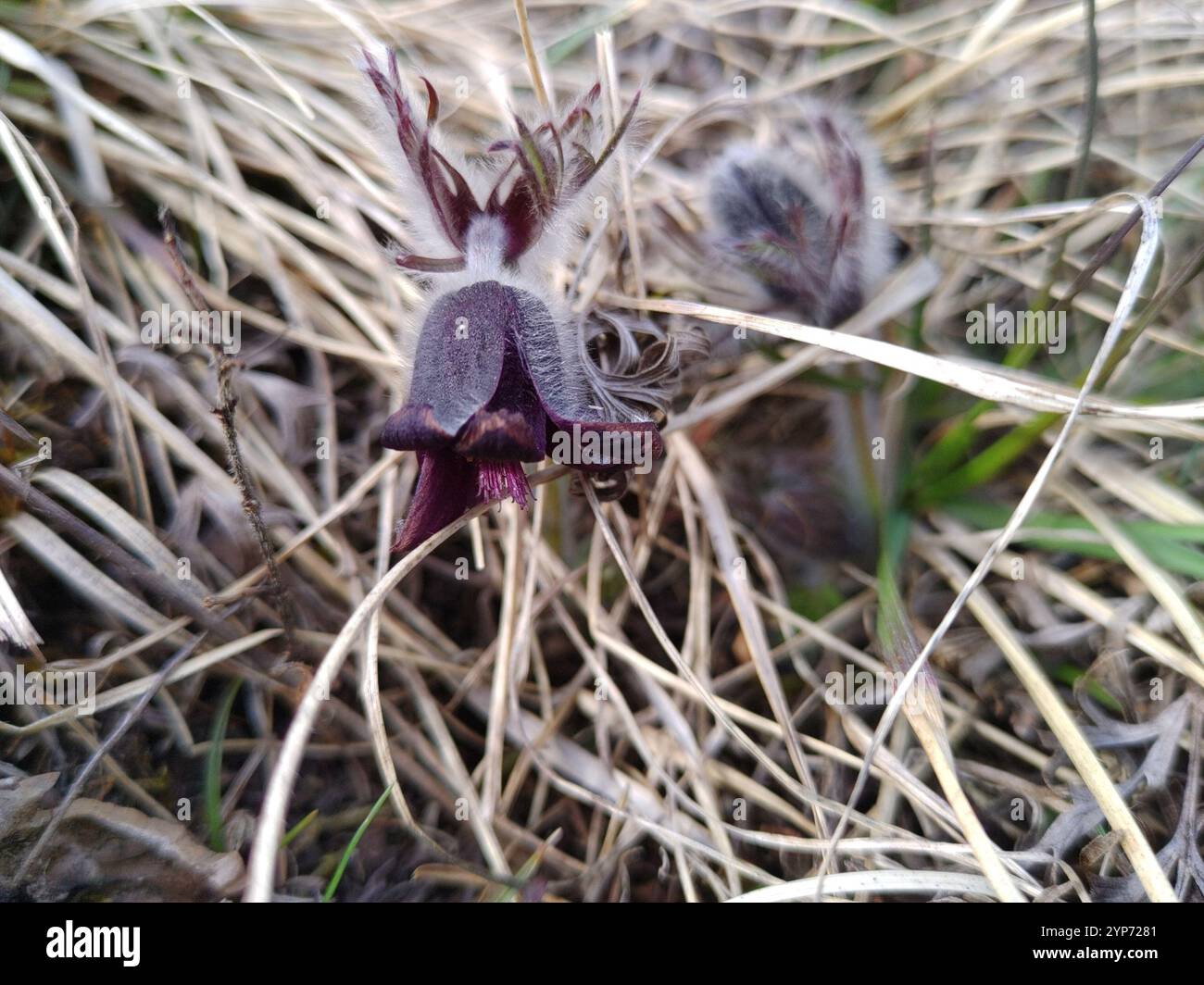 (Pulsatilla pratensis nigricans) Foto Stock