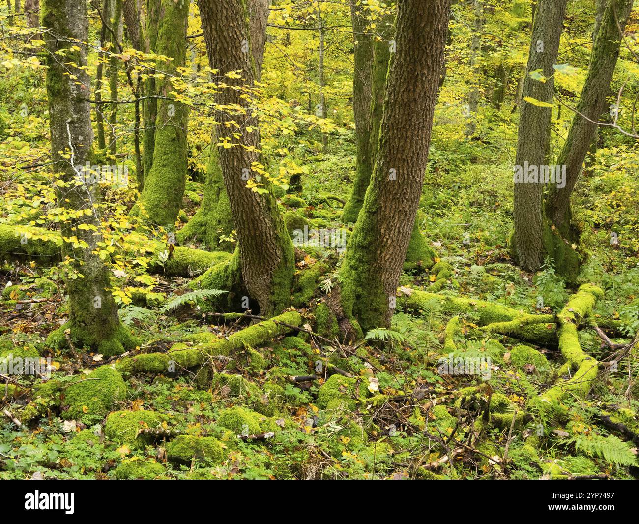 Massi di basalto e steli di alberi, ricoperti di muschio, nella foresta accanto allo Schwartzbach, nella riserva naturale della biosfera UNESCO di Roen, contea di Bavari Foto Stock