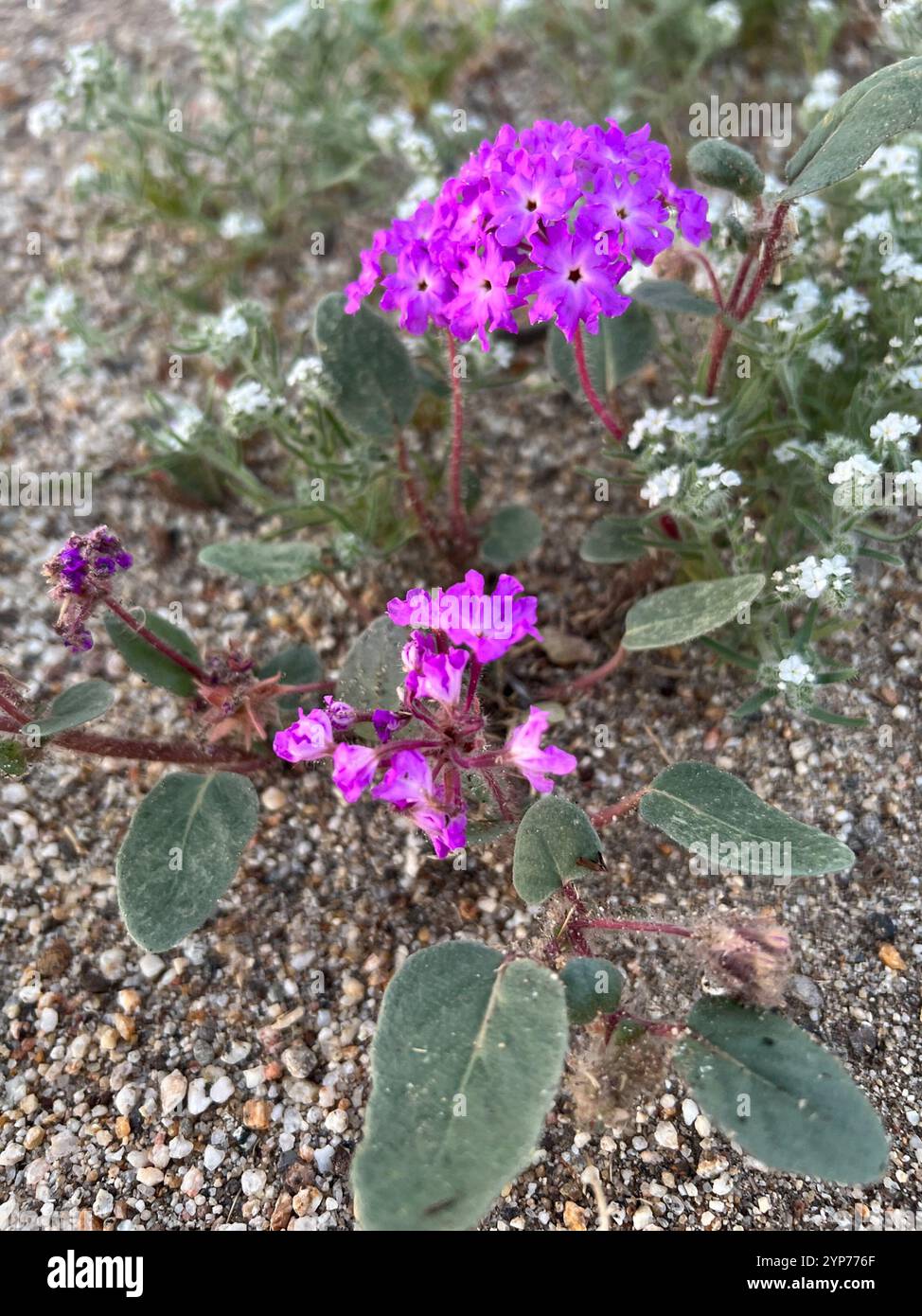 Peloso Verbena (Abronia villosa villosa) Foto Stock